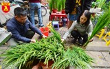 Lúa trổ đòng đắt khách ở chợ hoa Hàng Lược